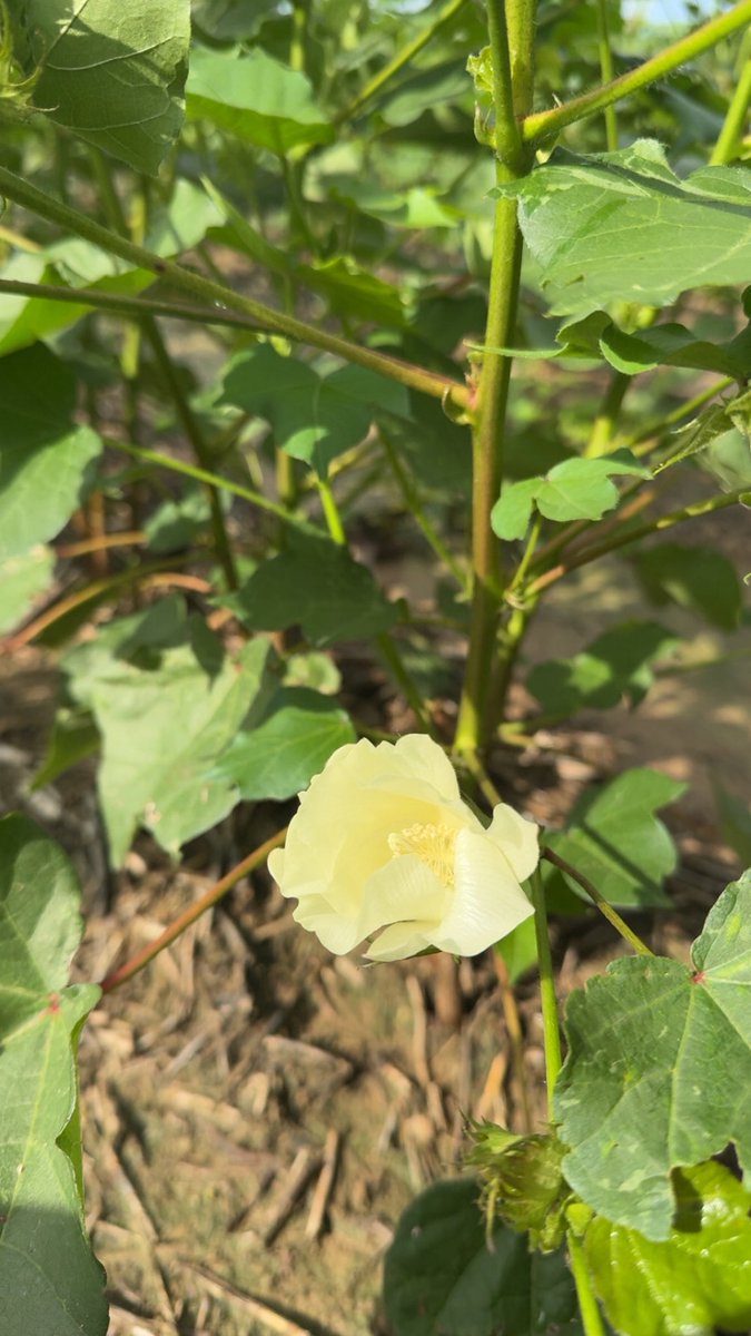 First bloom of the year <a href="/DELTAPINE/">DELTAPINE</a> 2414