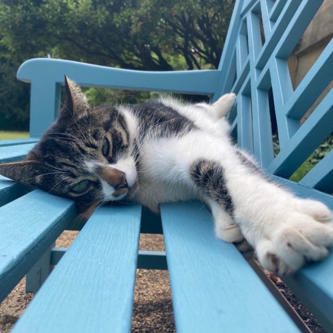 sjc_access's tweet image. We may have missed the official National Day but we are lucky here at St John's that everyday is 'take your cat to work day'! 🐈⬛
☀️Don't forget to take regular breaks from studying, here's Baylie showing you how it's done!
#TakeYourCatToWork
#sjcinspire