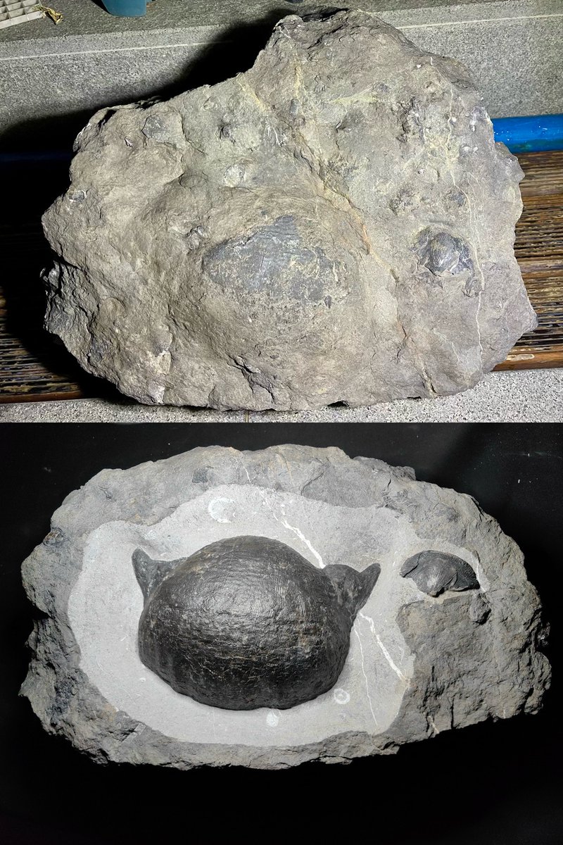 blackbean610's tweet photo. 大长身贝 Gigantoproductus
产地：中国广西柳州 https://t.co/FBI61qjIMS