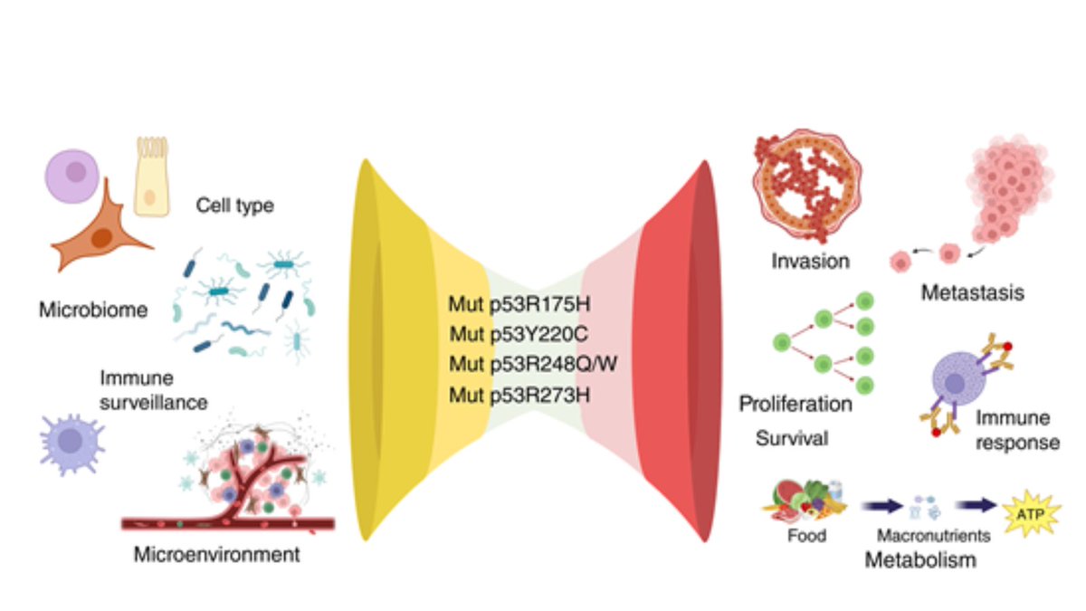 Cancer Discovery (@cd_aacr) on Twitter photo Perspective: Mutant p53 Gain of Function: Why Many See It, Why Some Do Not brnw.ch/21wTsYB
By <a href="/drgglozano/">Gigi Lozano, PhD</a>, Carol Prives, and Kanaga Sabapathy at <a href="/MDAndersonNews/">MD Anderson Cancer Center</a>, <a href="/Columbia/">Columbia University</a>, and <a href="/NTUsg/">NTU Singapore</a> Perspective: Mutant p53 Gain of Function: Why Many See It, Why Some Do Not brnw.ch/21wTsYB
By <a href="/drgglozano/">Gigi Lozano, PhD</a>, Carol Prives, and Kanaga Sabapathy at <a href="/MDAndersonNews/">MD Anderson Cancer Center</a>, <a href="/Columbia/">Columbia University</a>, and <a href="/NTUsg/">NTU Singapore</a>