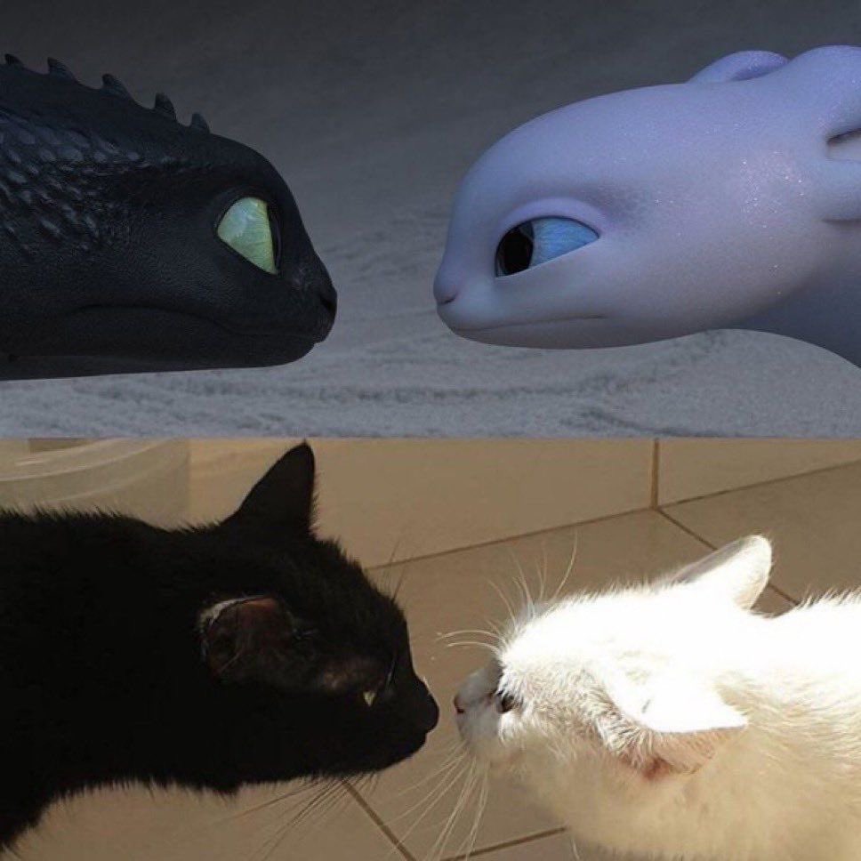 contents that ll heal your depression 🌻 (@catshealdeprsn) on Twitter photo 