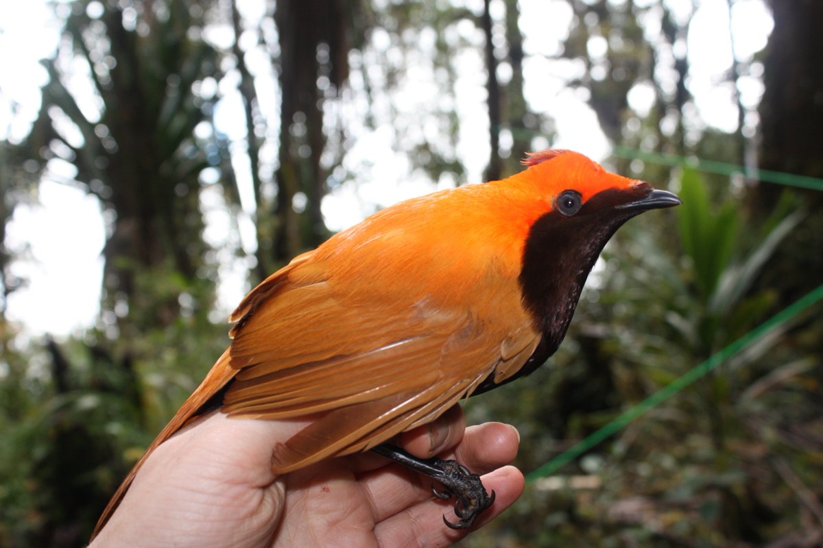 Česká společnost pro ekologii (@ceskaekologie) on Twitter photo 🐦⛰️ What drives dramatic elevational shifts in avian roles within ecosystems? Korejs, <a href="/CzSam00/">Katerina Sam</a> and colleagues link feeding specialisation to functional diversity along a continuous 200–3700 m rainforest gradient in Papua New Guinea. 👉doi.org/10.1111/jbi.15… 🐦⛰️ What drives dramatic elevational shifts in avian roles within ecosystems? Korejs, <a href="/CzSam00/">Katerina Sam</a> and colleagues link feeding specialisation to functional diversity along a continuous 200–3700 m rainforest gradient in Papua New Guinea. 👉doi.org/10.1111/jbi.15…
