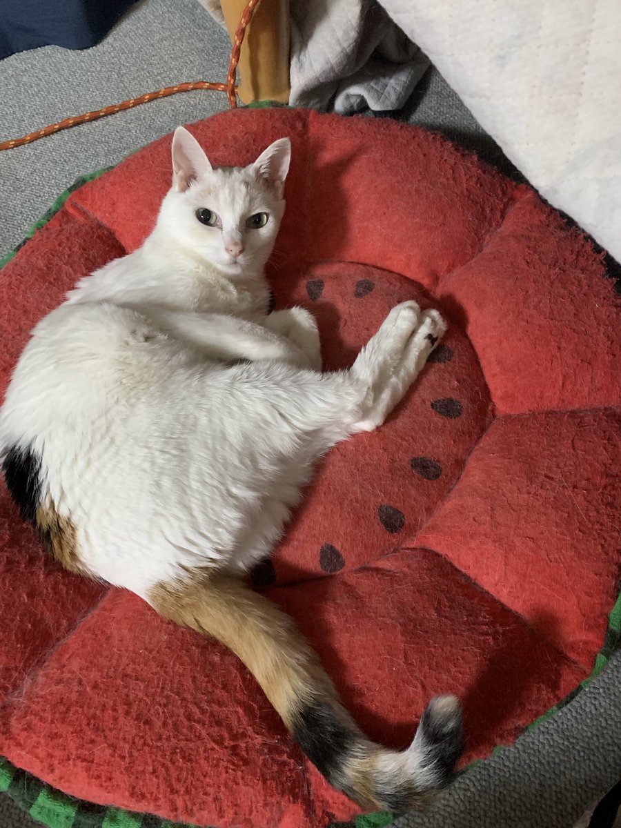ichi_heart's tweet photo. 悩ましいポーズ

#猫 #ねこ #cat https://t.co/kNT1CjXAMv