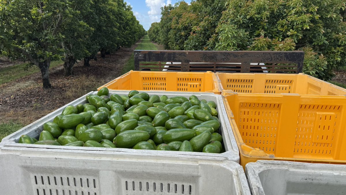 Started picking the lowest #avocado production in my memory. Probably not enough to cover expenses. This is directly related to #climate. Cooler than usual nights in late Feb and March.  Cheap imports not helping.