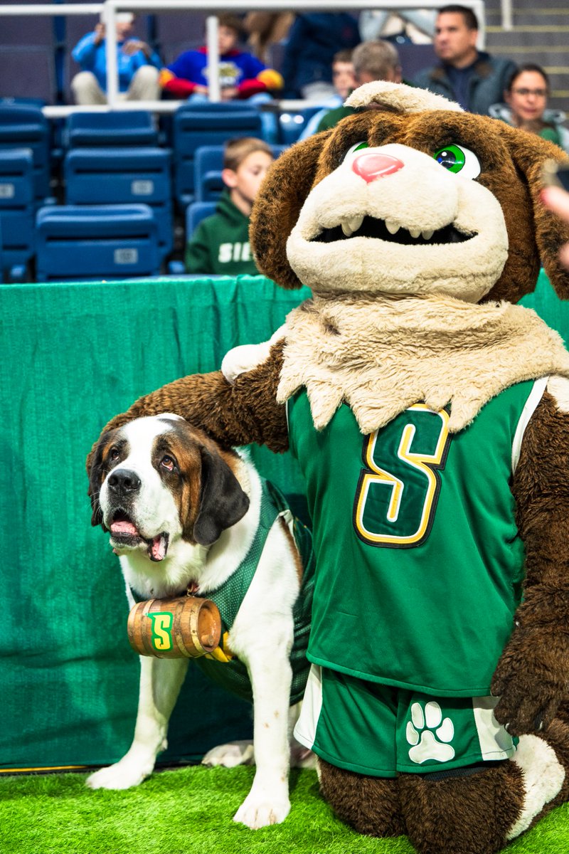 🐶 Happy #NationalMascot Day to our top dogs 💚💛

#MarchOn x #SienaSaints
