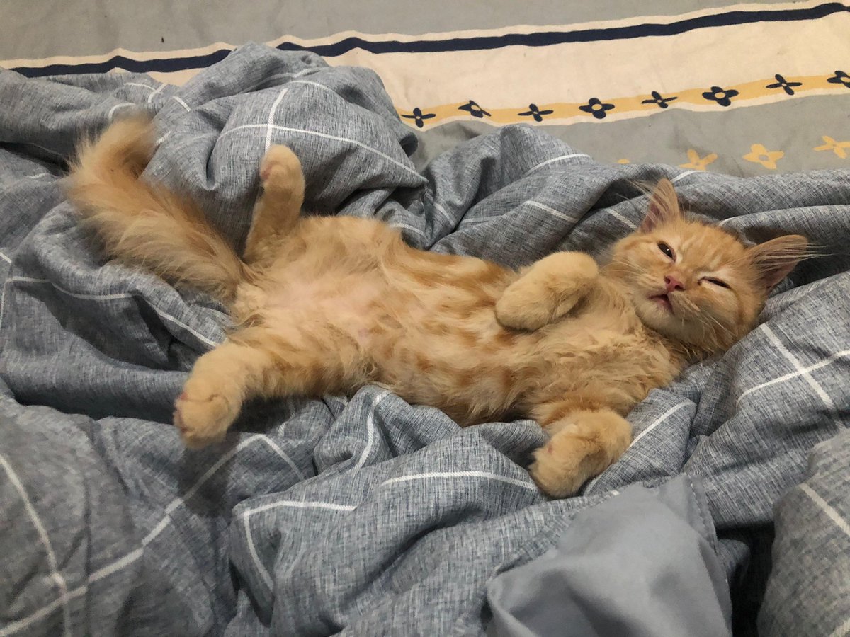 SeraDiras's tweet photo. Life update:
- gagal CPNS
- bangun dapur di februari sampe skrg blm kelar, uang borongan udah selesai
- lanjut S1
- adopt kucing
- cicilan rumah lunas
- project lancar, cuan oke
- ditawari prshn gede gaji 2x yg skrg
- otw nikah

2025 gedebag gedebug banget ya Allah

*bonus foto https://t.co/iyFWsXc3wK