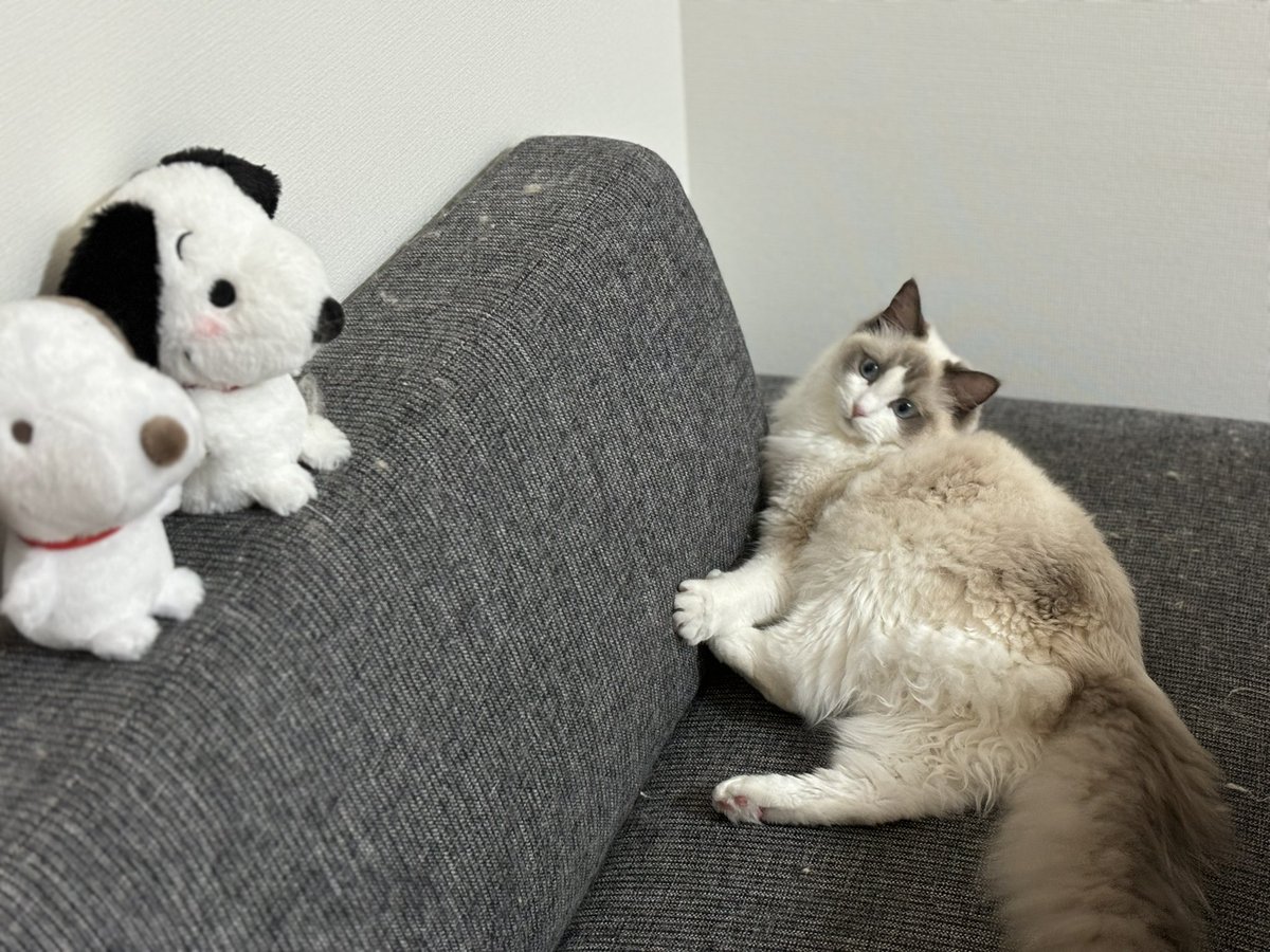 体も態度もデカくなったラグドール🤍
