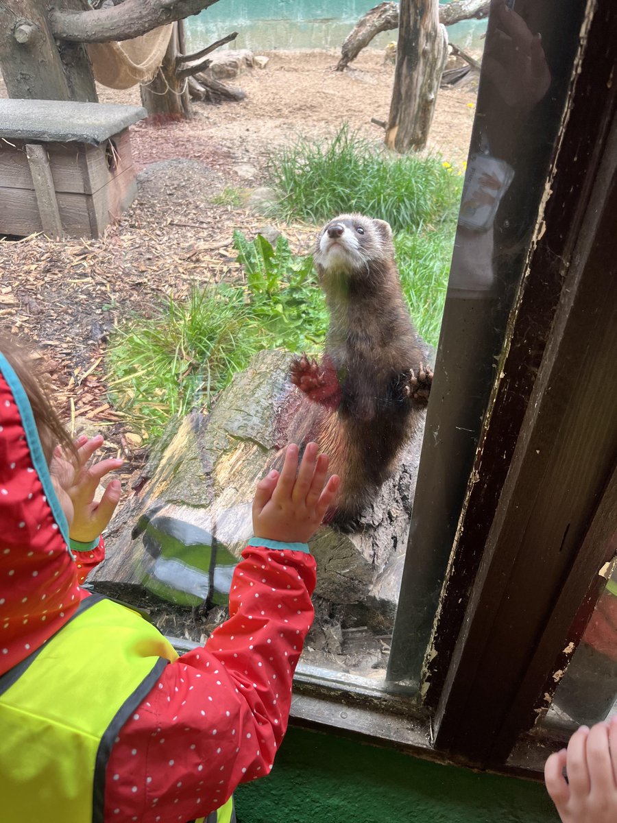 Our Reception children had a wild time at the British Wildlife Centre! 🦊🦉 From curious foxes to wise owls, they loved learning about the amazing animals that call Britain home. A day full of wonder and discovery! #bridgetosuccess