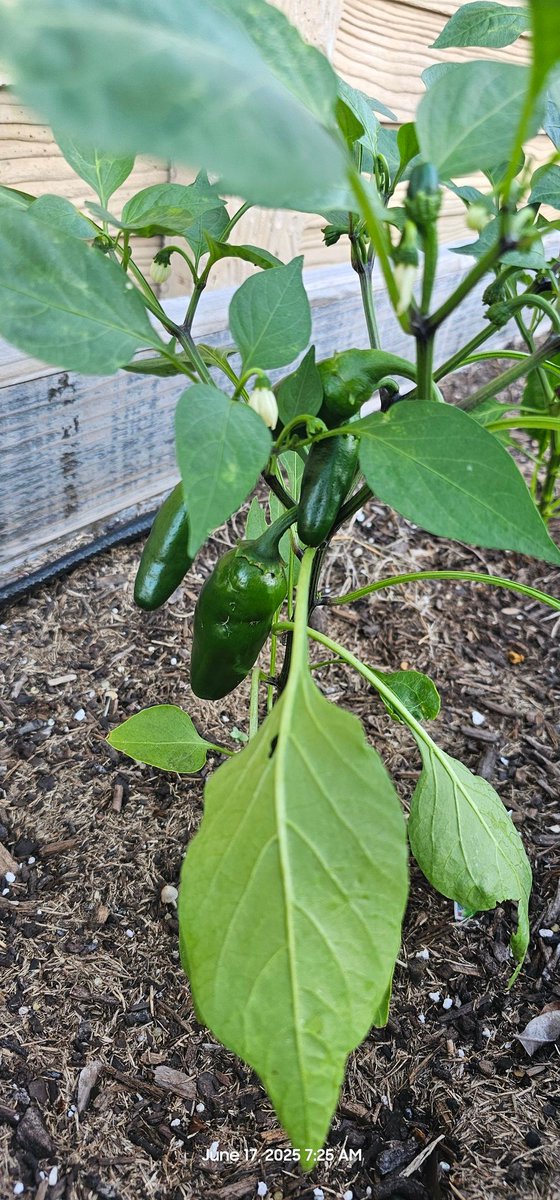 I grew these. #gardenclub #firstharvest #imadethis #jalapeños #Texas