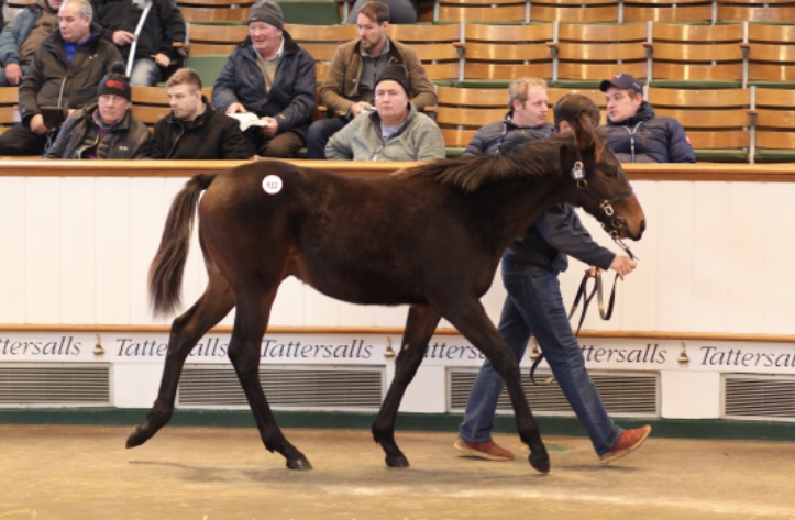 A second Group winner for Mosa Mine as her two-year-old Starspangledbanner colt Gstaad wins the Coventry Stakes.

Kelly Thomas has previously bred the Prix Morny and Middle Park Stakes winner out of the Exceed And Excel mare.

Gstaad was bought by MV Magnier for 450,000gns as a