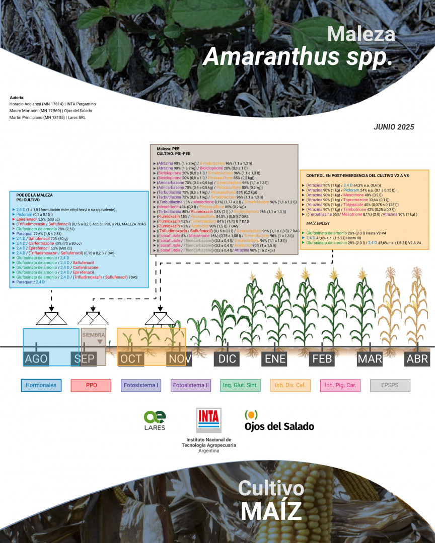 No te pierdas la nueva guía técnica sobre control químico de #amaranthus spp. 🌿en #maíz 🌽. 

Un trabajo en colaboración: <a href="/IntaPergamino/">INTA Pergamino</a>, <a href="/LaresSRL1/">Lares S.R.L.</a> y <a href="/OdSagro/">Ojos del Salado</a>.  

Descargala 👉 bit.ly/4l3BSKp