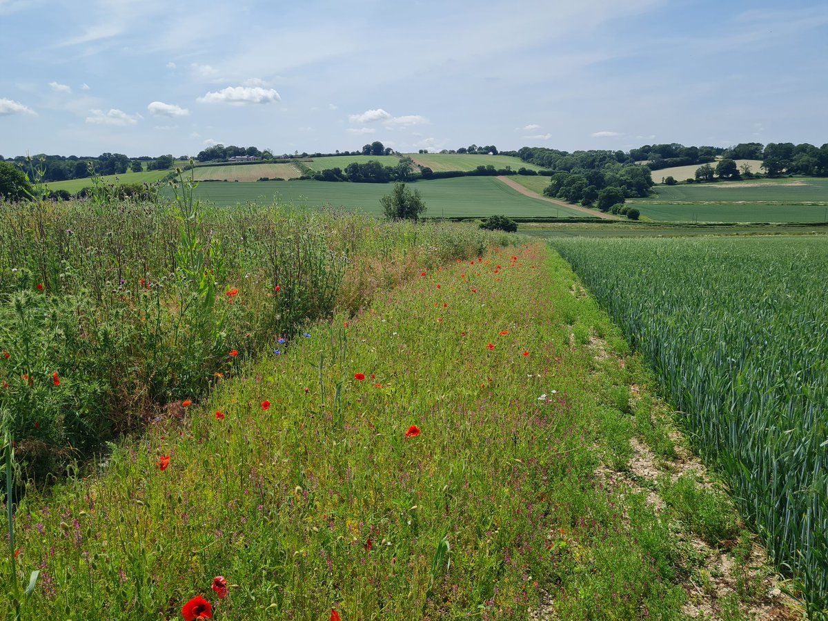 Great example of a cultivated uncropped margin, East Hampshire, England. Nothing was sown in this margin, full of rare #arableflora including, dwarf spurge, sharp-leaved fluellen, toadflax, common poppy and fumitory. Corn flowers self-seeded from #advancedPARTRIDGEmix next to it.