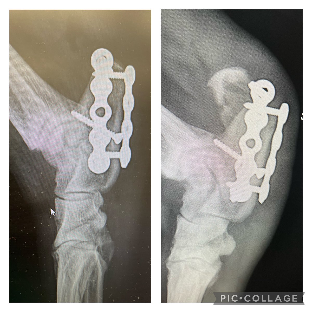 Revision surgery required! We're looking for abstracts for our Autumn meeting in Bristol. Deadline is 31st August. presenters eligible for Lesley Vaughan prize. bvoa.co.uk/bvoa-meetings/…