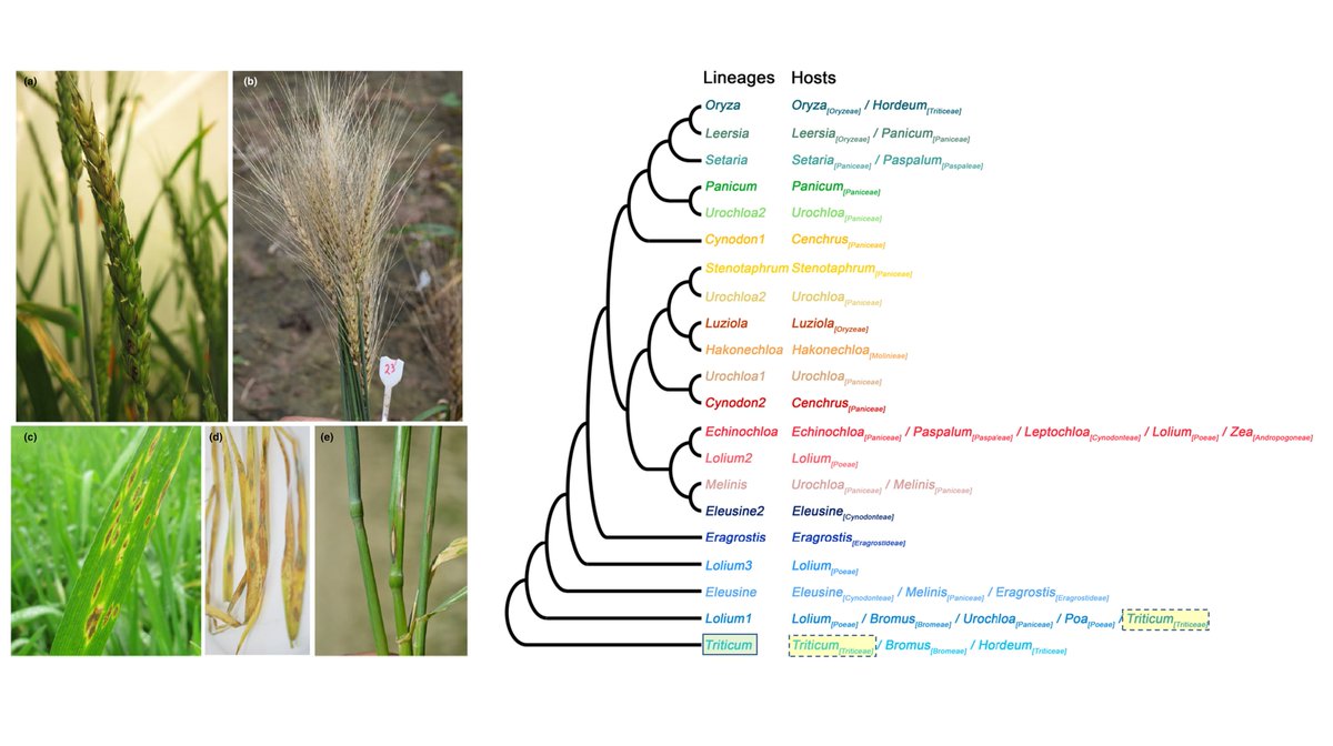 #Pyricularia oryzae lineage Triticum causing #wheat blast disease: An emerging threat to the EPPO region doi.org/10.1111/epp.13…