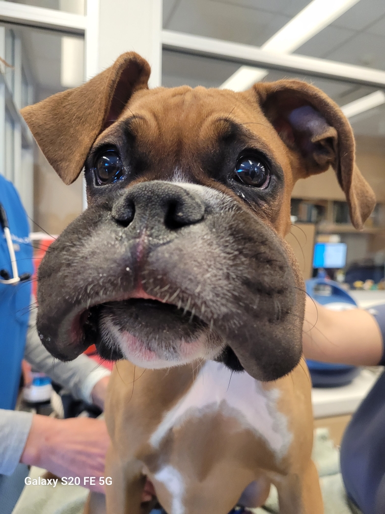 Point Vicente Animal Hospital tweet media