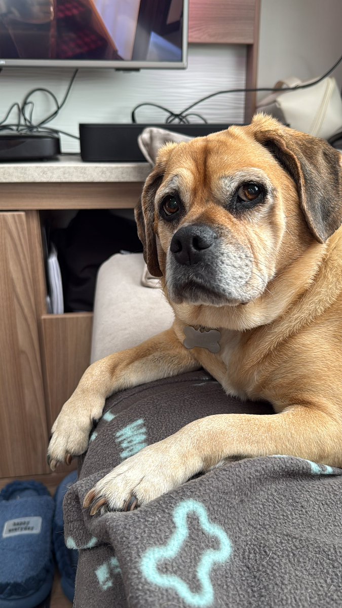 pippapuggle's tweet image. We’re away in the caravan for 3 weeks travelling around south wales 🏴󠁧󠁢󠁷󠁬󠁳󠁿 our first stop is in Tenby, I’m having a great time 🐾🐶 #puggle #holidays
