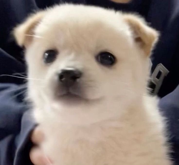 동글한 눈에 까만 작은 코