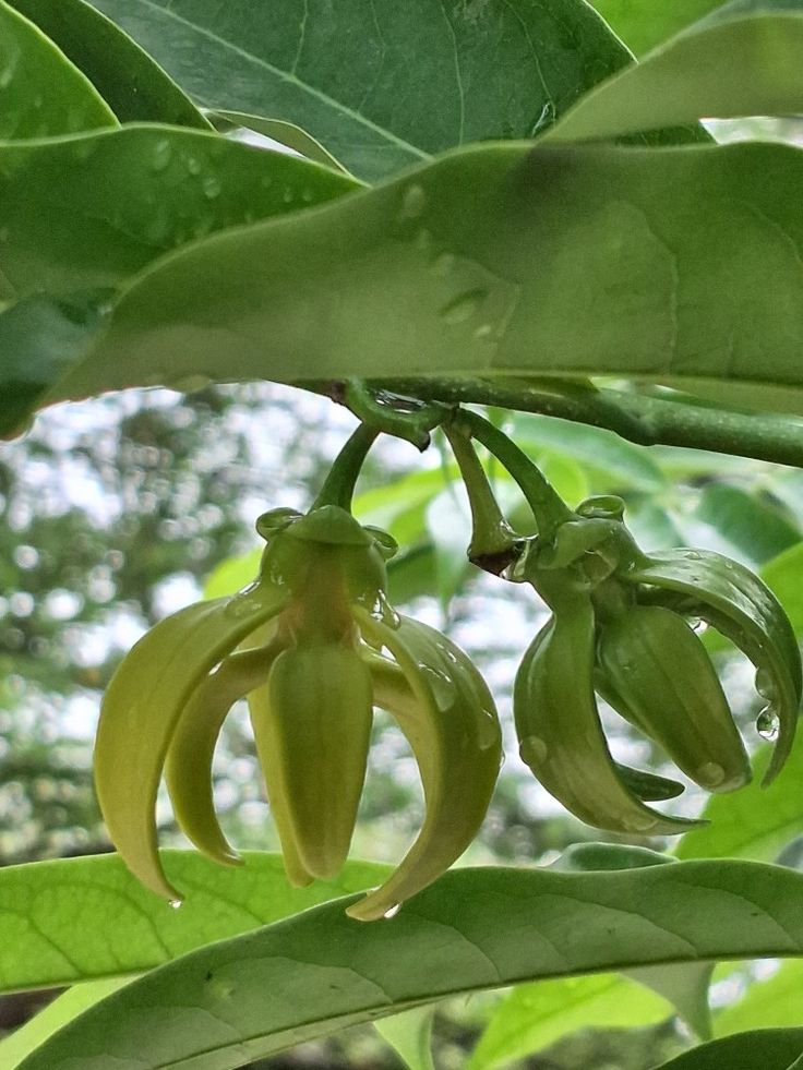 Naturepathway's tweet photo. Ylang Ylang blooms after rain 🌿 #YlangYlang #FragrantFlowers #TropicalBlooms #NaturePhotography https://t.co/qietb9tXtU