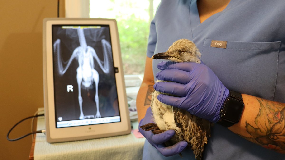 #UofG professor and co-founder of the National Wildlife Centre, Dr. Sherri Cox reflects on being part of the first team to diagnose the 2022 strain of avian flu in mammals in North America.

Learn more: uoguel.ph/dg79s