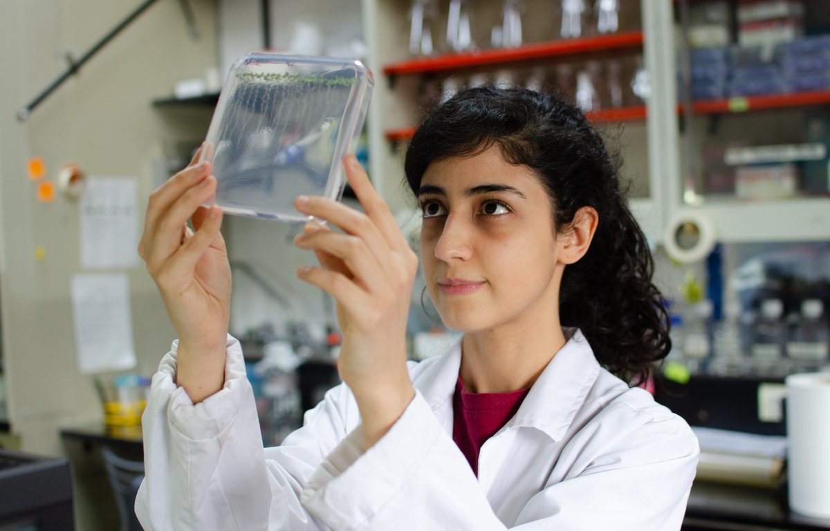 Frente al frío, las plantas reorganizan su fisiología hormonal para que sus raíces puedan amoldarse y seguir creciendo. Un nuevo paso del grupo que dirige José Manuel Estevez en la Fundación Instituto Leloir hacia cultivos superadaptables. Leer la nota: tinyurl.com/4jy6xhwf