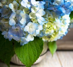 Pasquesis's tweet image. Sales ongoing at Pasquesi... Hydrangea 'Nantucket Blue' &amp;amp; 'Green Velvet' boxwood. pasquesi.com/sales-events/ #hydrangeas #boxwood #sales #Pasquesi