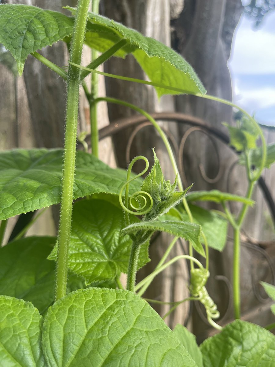 God’s perfect design can be found everywhere, even in the tendril of a cucumber that found nothing to grab on to.