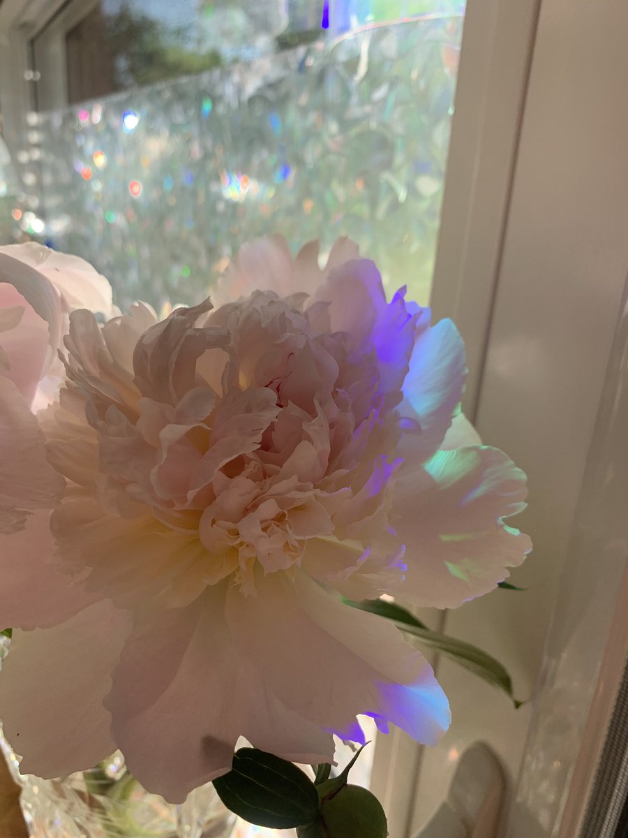 with_more_dots's tweet photo. Opalescent peonies 🌈🫧🤍🌸 https://t.co/zvJgYBG7Ll