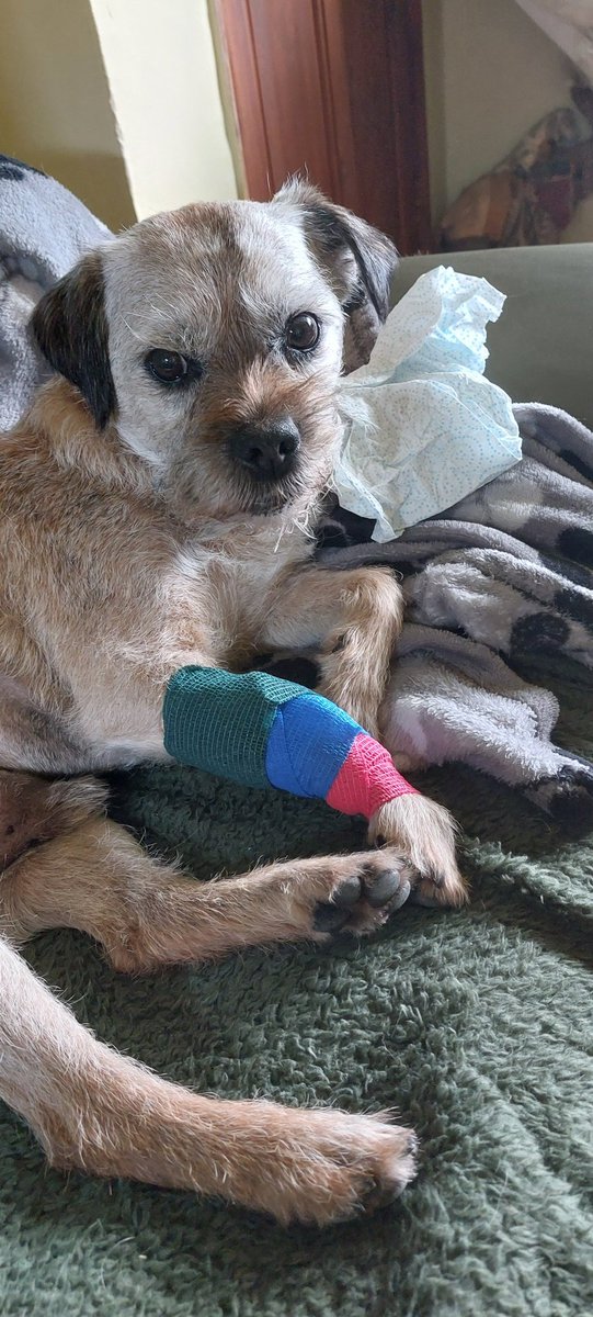 I put up my first struggle agin avin tablets shoved down me throat tonight 😁 mum still has all her fingers...just 🤣