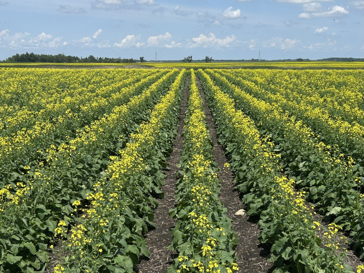 YieldLeader's tweet image. Omega 3 Canola in 30in rows by Gwinner, ND.