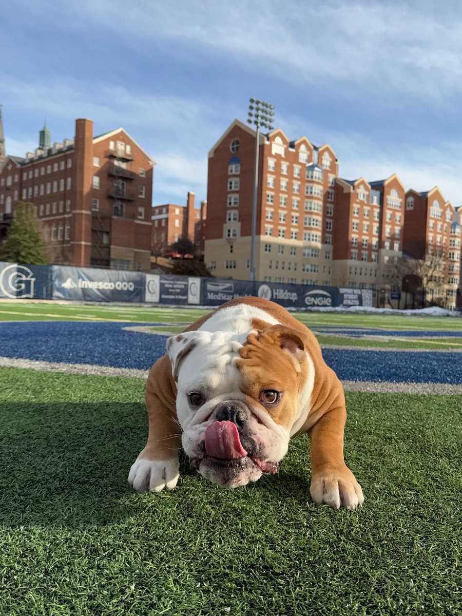 There's no one like you, Jack.

Celebrating #NationalMascotDay with some ✨ personality pictures✨ of our favorite bulldog 💙