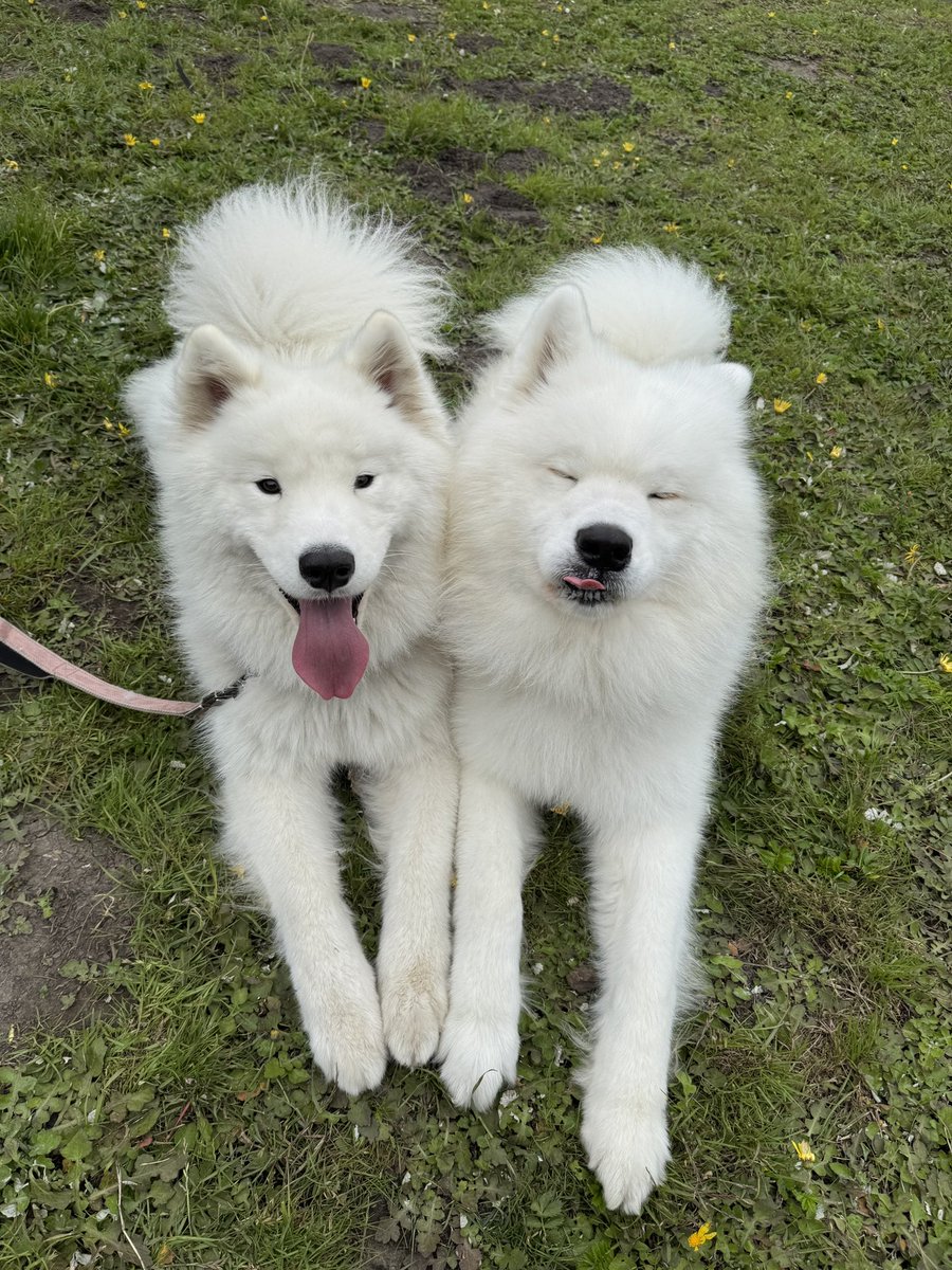 Enjoying my last lil bit of vacation time with this furball ❤️