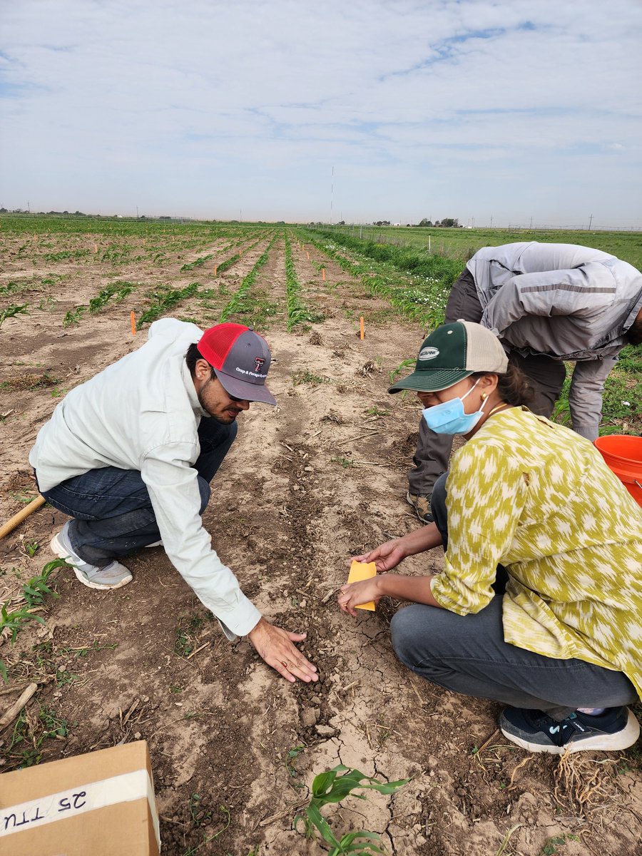 Saini DK (@sainidk10) on Twitter photo Had to replant some sorghum lines, better late than never🙏🥳! We are aiming for seed increase, so a little delay is worth the try. Hoping for good germination and a solid stand🤞. Thanks #Team, for all the hard work. #CropForageLivestockSystemsProgram <a href="/KJagadish_TTU/">Krishna Jagadish</a> <a href="/ISomayanda/">Impa Somayanda</a> Had to replant some sorghum lines, better late than never🙏🥳! We are aiming for seed increase, so a little delay is worth the try. Hoping for good germination and a solid stand🤞. Thanks #Team, for all the hard work. #CropForageLivestockSystemsProgram <a href="/KJagadish_TTU/">Krishna Jagadish</a> <a href="/ISomayanda/">Impa Somayanda</a>