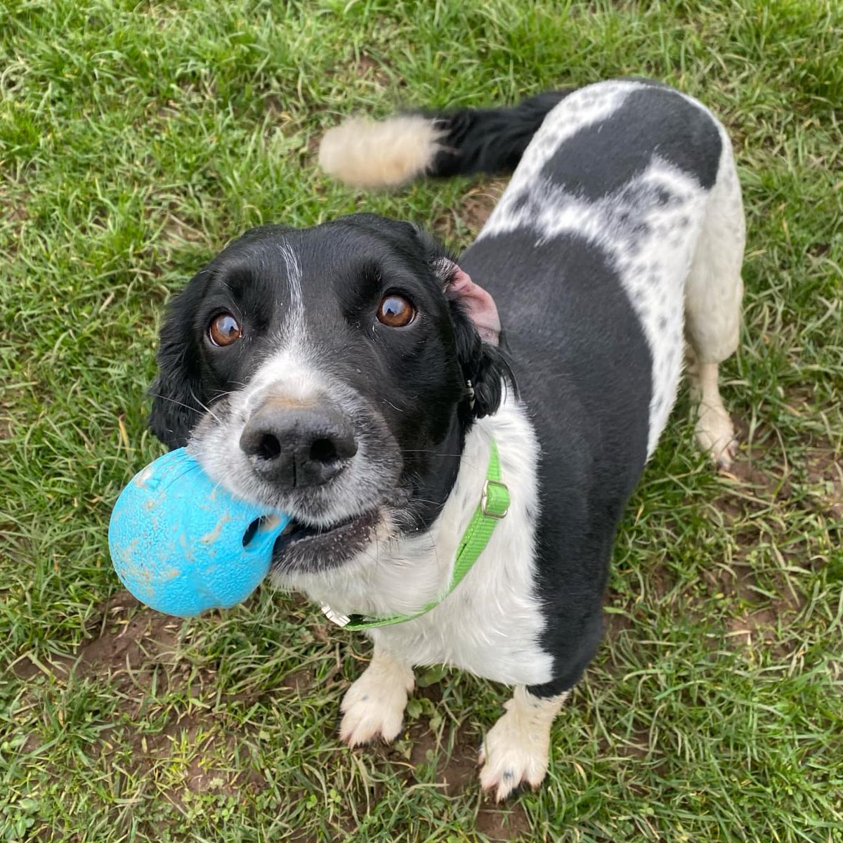 Happy 8th Birthday to RPD Frodo, who served with Police Scotland as a victim recovery dog. Frodo has dilated cardiomyopathy and is supported by the Foundation for his annual heart scans. Thank you for your service, PD Frodo, we hope you’ve had a pawsome day! 🎂🐶🇬🇧💙