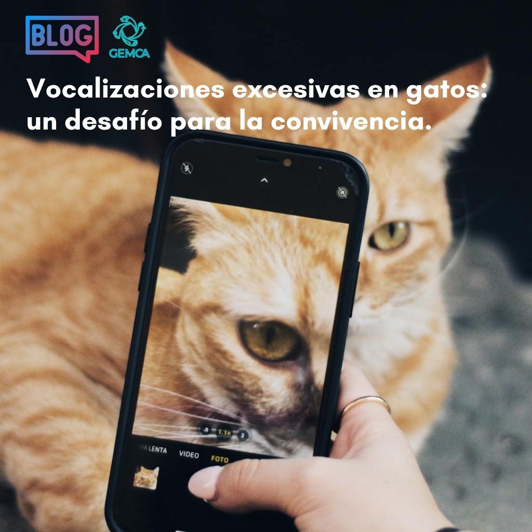 ¿Puede la #IA ayudarnos a entender a los animales?
Los compañeros de #GEMCA han explorado cómo el #machinelearning está revolucionando la comunicación animal y el papel del #veterinario.
Lee el artículo en gemca.org/nos-entienden-…
##Veterinaria #medicinadelcomportamiento