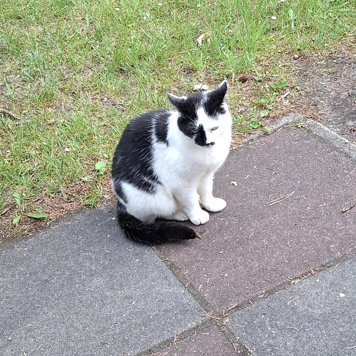 We hadden hier na 4 dagen al merels, een eekhoorn en een specht verzameld die eten kwamen halen, nu ook een kat. We noemen haar Henk I en de teek in haar nek Henk II