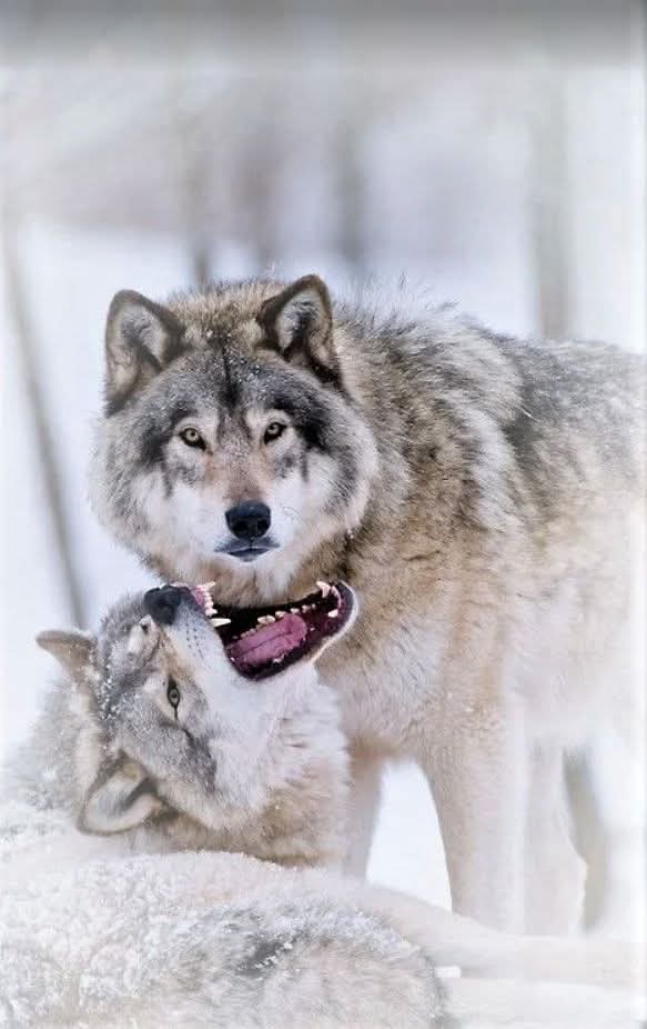 𝐖𝐞 𝐧𝐞𝐞𝐝 𝟏,𝟎𝟎𝟎 𝐡𝐞𝐥𝐥𝐨'𝐬 𝐟𝐫𝐨𝐦 𝐖𝐨𝐥f 𝐋𝐨𝐯𝐞𝐫𝐬.❤️🐺❤️