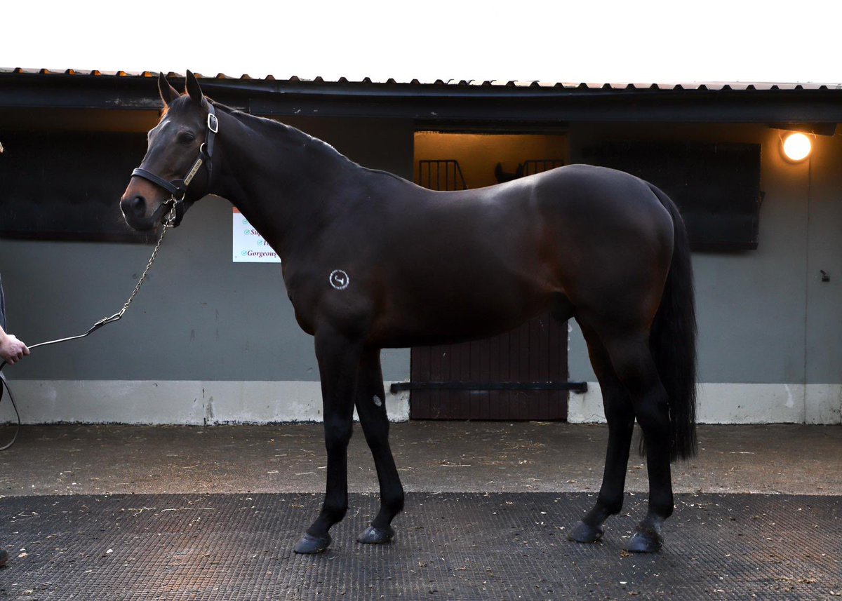 🚨 🏆 🇫🇷 Keasy Storm 
The 5yo son of Storm The Stars wins his 3rd Chase of the year <a href="/hippoclairefont/">Hippodrome de Clairefontaine</a> for O/B Jean Luc Derre , T: A Le Clerc &amp; son Valentin <a href="/val_lec8/">Valentin Le Clerc</a> in the saddle. 
Storm The Stars is 💯 Winners to Runners in Ireland including 2 Grade 1 performers for