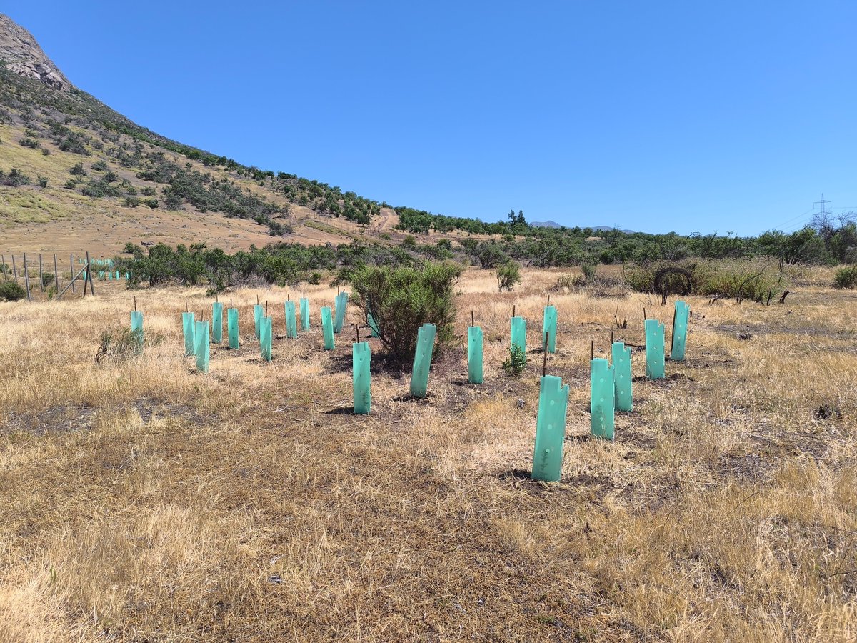 CONAF Región Metropolitana (@conaf_rm) on Twitter photo En el día mundial de la lucha contra la desertificación y la sequía. 🏜️ se destaca el trabajo del programa de Restauración de Bosque Nativo a Gran Escala de CONAF💧🌱
Se Reforesta con especies nativas como espino y quillay 🌳 el Santuario Quebrada de La Plata. En el día mundial de la lucha contra la desertificación y la sequía. 🏜️ se destaca el trabajo del programa de Restauración de Bosque Nativo a Gran Escala de CONAF💧🌱
Se Reforesta con especies nativas como espino y quillay 🌳 el Santuario Quebrada de La Plata.