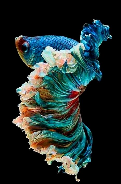 PUMAGUA's tweet photo. La majestuosidad de los peces #beta 🐟🐠
#pumagua #animalesmarinos #unam #pezbeta #mar https://t.co/HtJb3IkyLO