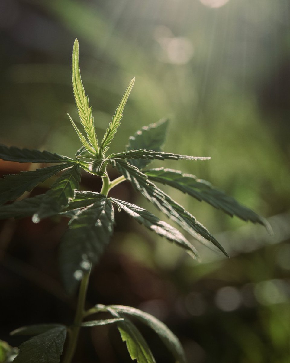 For consistent, high-yield cannabis crops, it all starts with your water and media. The Plant-Prod MJ™ program delivers precision nutrition from propagation to finish for best results. Learn more: plantprod.com/crop/cannabis-…

#PlantProdMJ #CannabisFertilizer #PrecisionFeeding