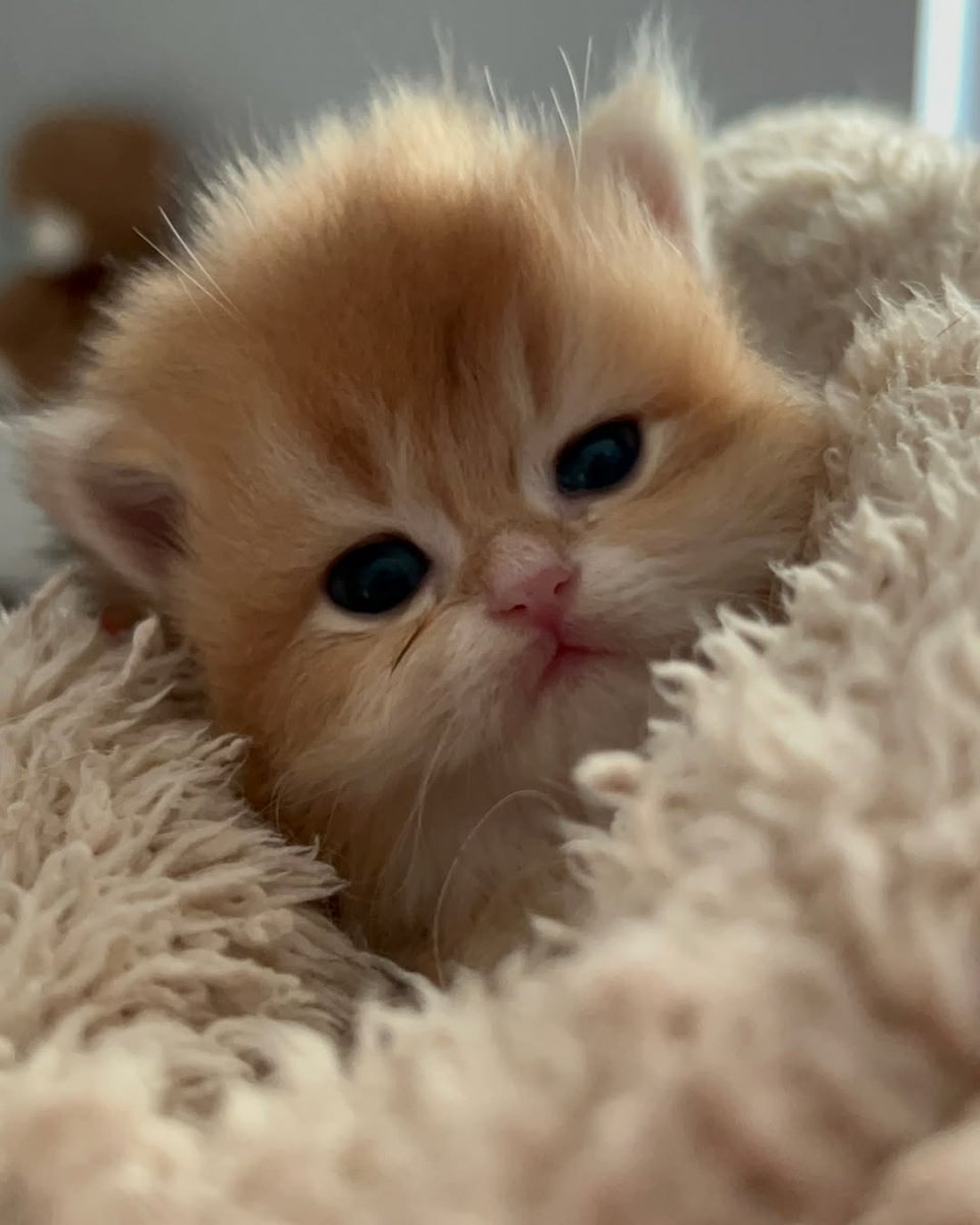 Baby