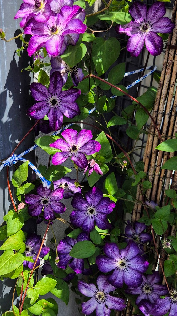 Since I often see wonderful flowers and garden views on here, I thought I will share my clematis, overflowing with blossoms this year <3