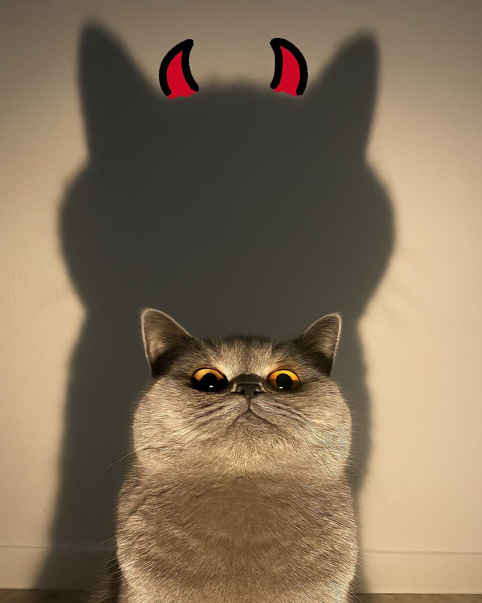 Monsters cat