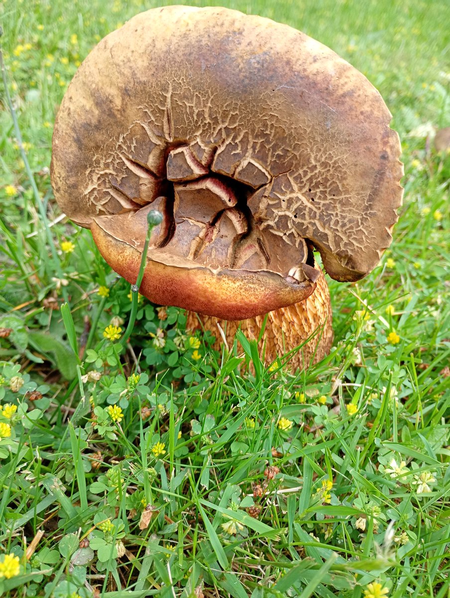 Art in the Gart (@artinthegart) on Twitter photo Midsummer Fungi in the Gart. All of life is here in the greenspaces at Gartnavel. <a href="/NHSGGC/">NHS Greater Glasgow and Clyde</a> Midsummer Fungi in the Gart. All of life is here in the greenspaces at Gartnavel. <a href="/NHSGGC/">NHS Greater Glasgow and Clyde</a>