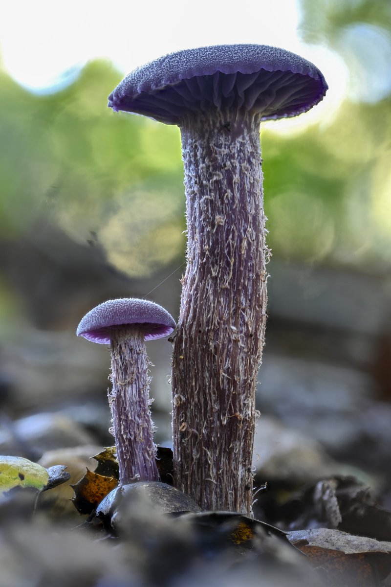 AlanRockefeller's tweet image. I have tried lots of different types of black velvet for mushroom photography and this one is my favorite.   It is thicker and more durable than most other black velvet that I have tried. 

ebay.com/itm/3834171112…

The exact same shot with and without black velvet.