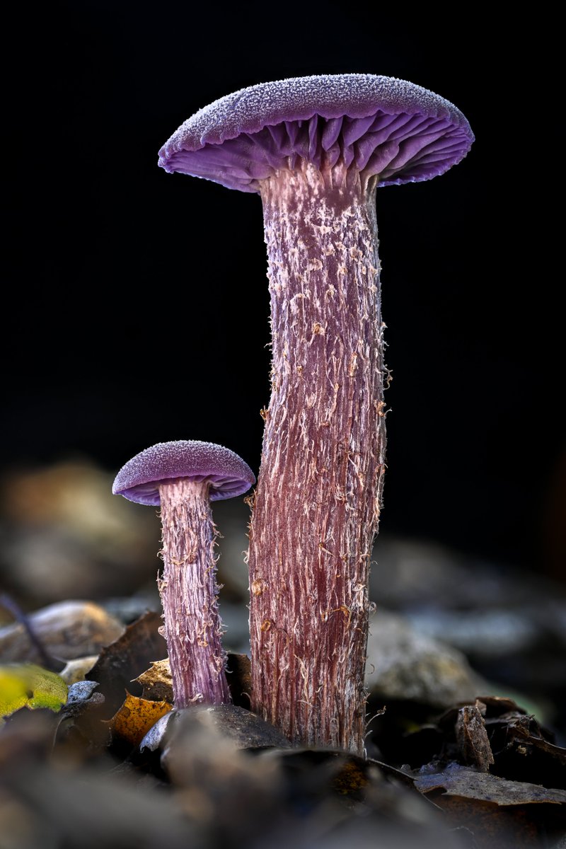 AlanRockefeller's tweet image. I have tried lots of different types of black velvet for mushroom photography and this one is my favorite.   It is thicker and more durable than most other black velvet that I have tried. 

ebay.com/itm/3834171112…

The exact same shot with and without black velvet.