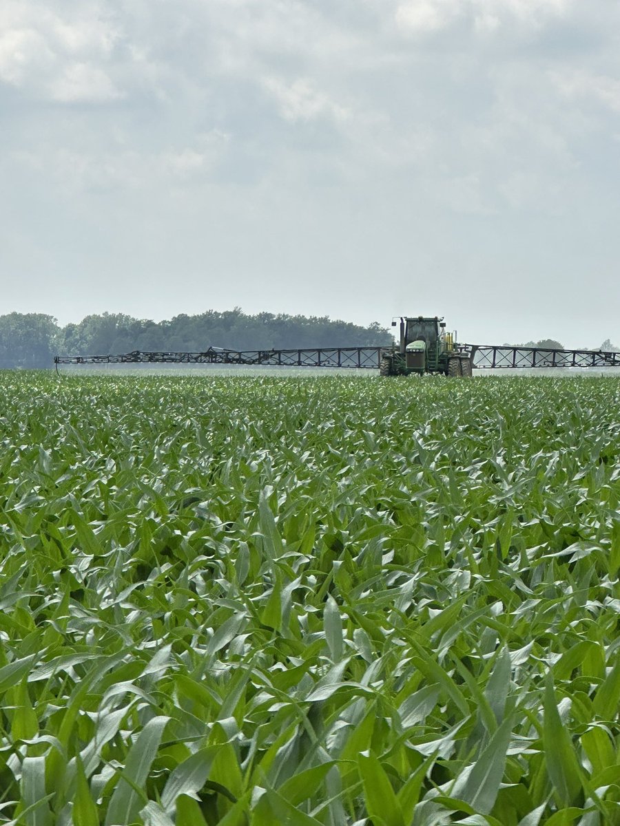 One side of the road got Full Sun &amp; Moly the other side getting Full Sun &amp; Moly… 
Full 🌞 = what 🌽 (all plants crave)