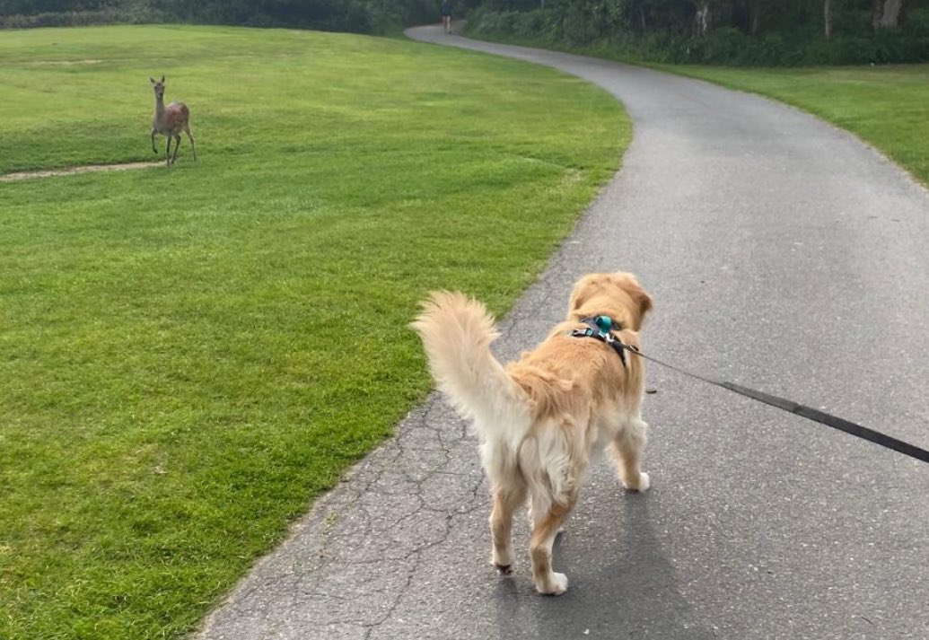 Hello, my dear! Golden moments with a close friend on the daily walk