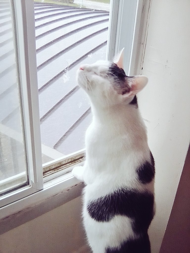 #Blindcat "looking" out the window 
#CatsOfX  Have a Happy day 🌸🩵🩷🩵🩷🐱🙈