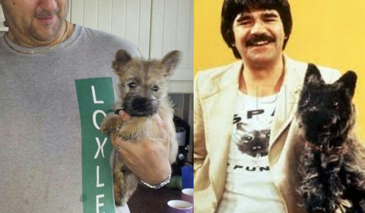 JACK BovverBoy (@jennystape) on Twitter photo Bestie!!! Look it's Spit the Dog, you were compared to him at one point weren't yer *sniggers behind paw*
<a href="/Norman_Dillon1/">Norman the Bandit Bovver๐</a> #BovverBoys #BovverBoysForever Bestie!!! Look it's Spit the Dog, you were compared to him at one point weren't yer *sniggers behind paw*
<a href="/Norman_Dillon1/">Norman the Bandit Bovver๐</a> #BovverBoys #BovverBoysForever